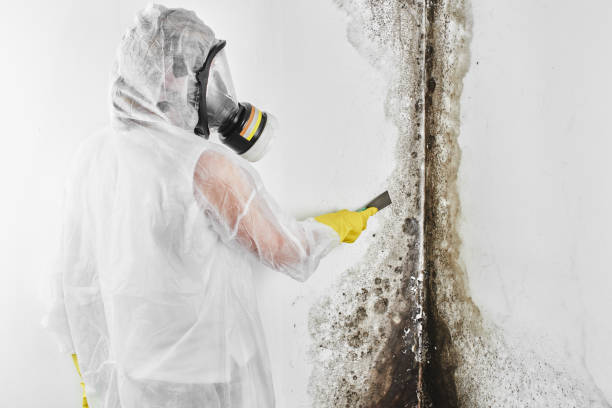 Best Mold Damage Repair  in Felida, WA