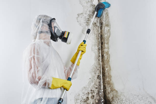 Best Fast Mold Removal  in Felida, WA