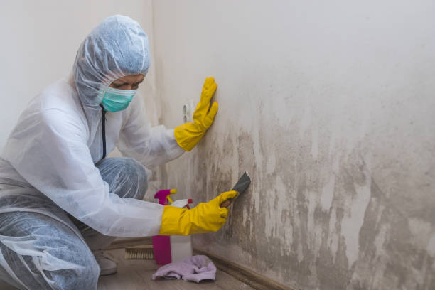 Best Toxic Mold Removal  in Felida, WA