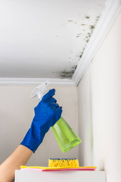 Best Best Mold Removal Companies  in Felida, WA