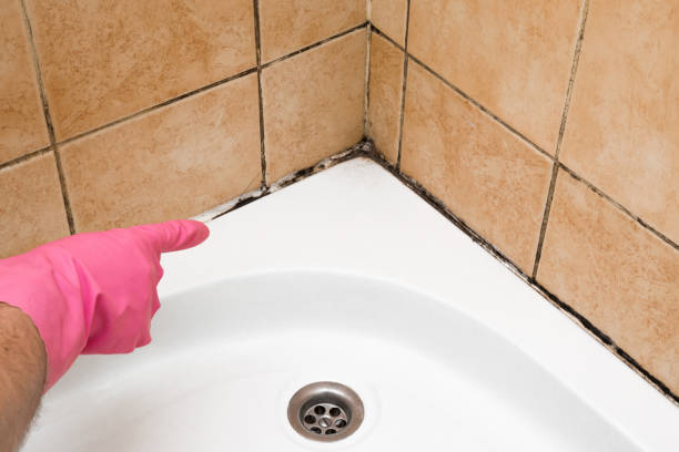Best Mold Remediation  in Felida, WA